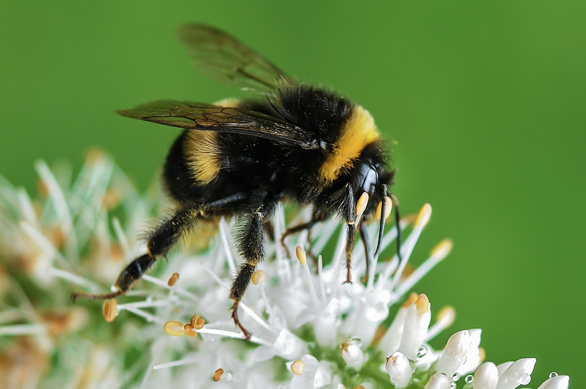 Bourdon au jardin